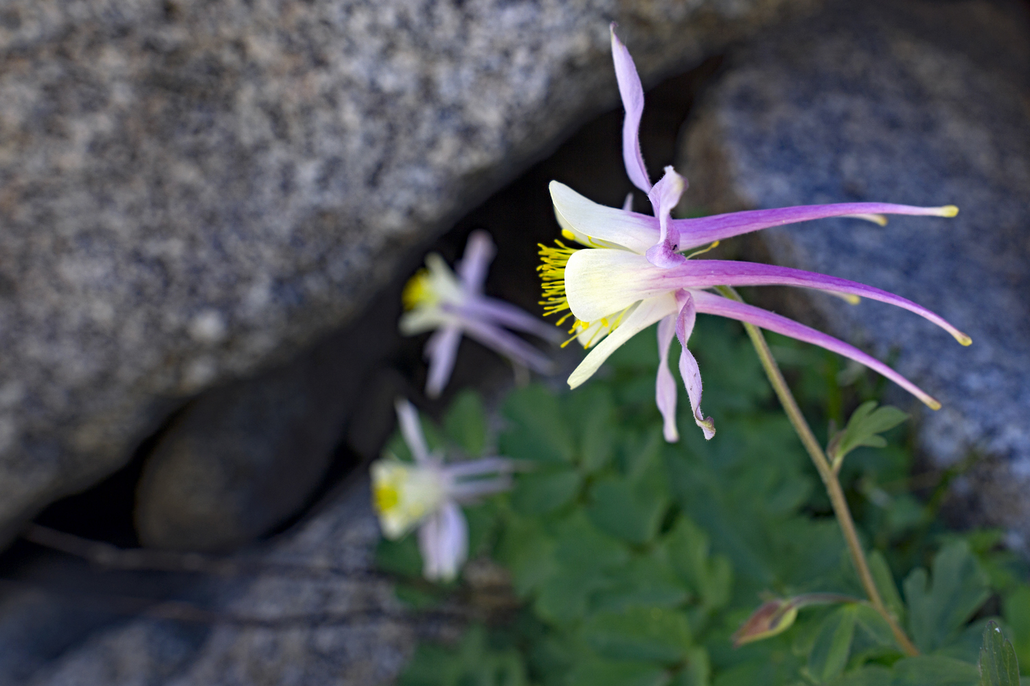 Sierra Columbine