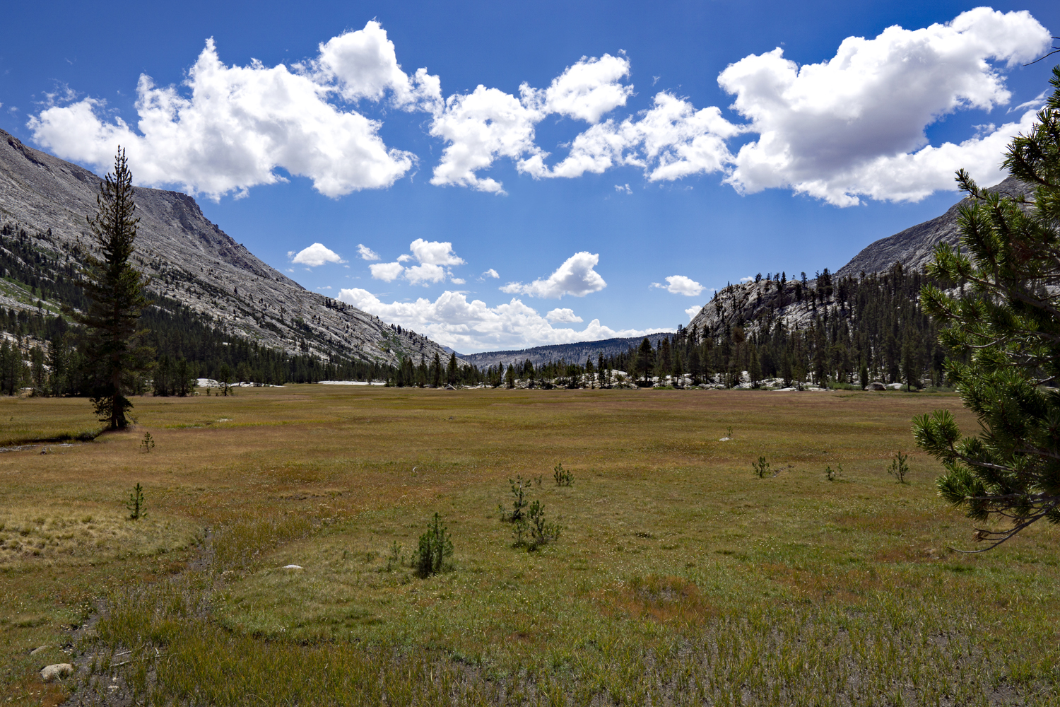 Kern Kaweah Meadow