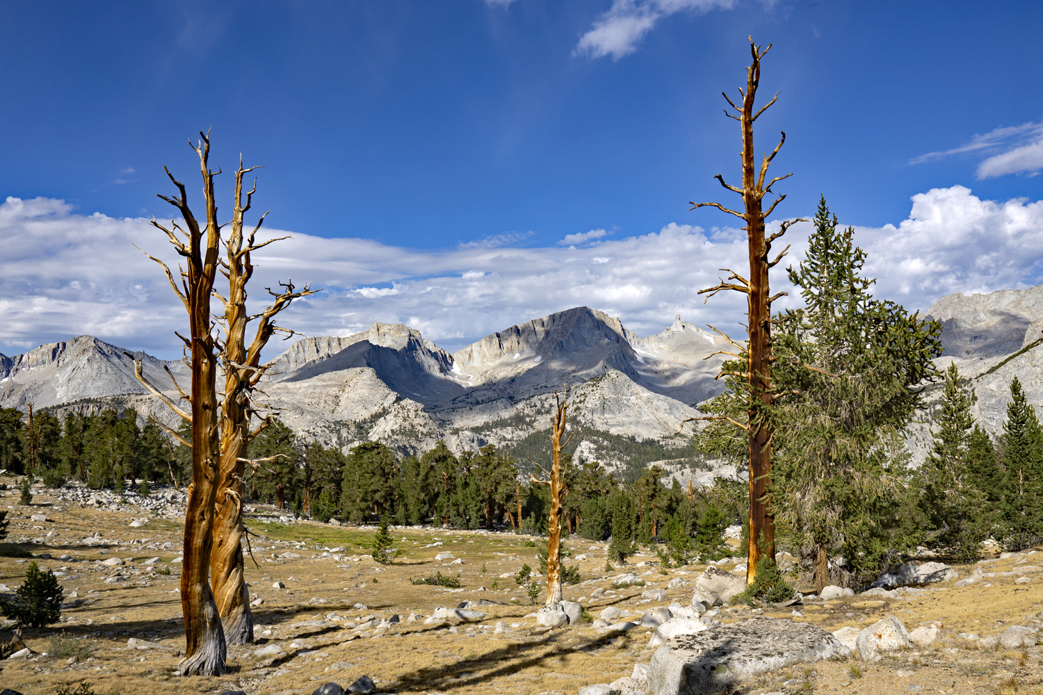 Foxtail Pines